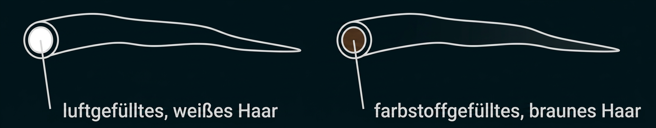 Vergleich eines luftgefüllten weißen Haares mit einem farbstoffgefüllten braunen Haar.
